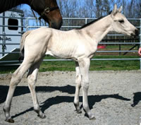 Step Filly 3 Day 22-533x473[1] (2)